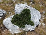 27. Leptirić od trave iz kamena raste